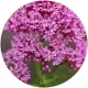 Baldrianwurzel
