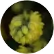 Hopfenzapfen