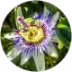 Passionsblume