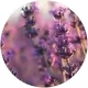 Lavender Oil
